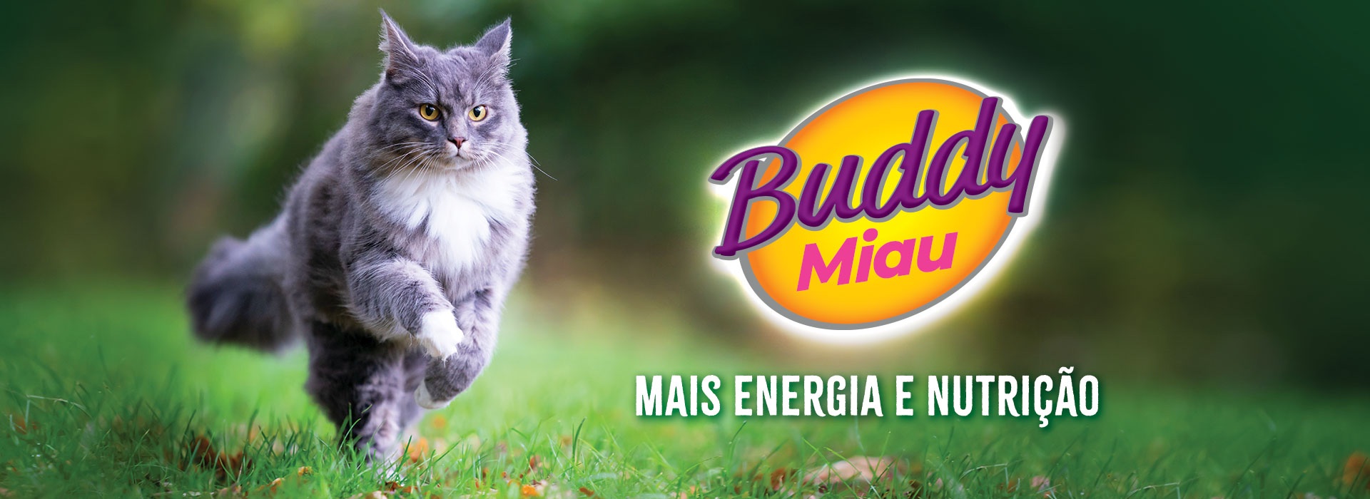 Buddy Miau